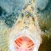 leaffish_white_han_baa_v_0031_mal0335.jpg